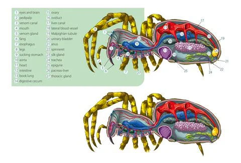 Spider anatomy Stock Illustration