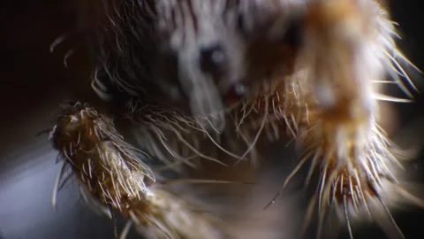 Spider anatomy in microscope view with sharp focus on limbs and head, profe.. Stock Footage 308784970