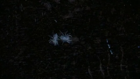 Spider and ants fx Video stock 102782582