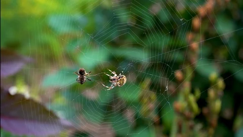Spider and a bee Stock Footage 117777479