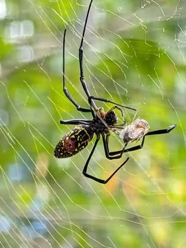 Spider and Bee Stock Photos