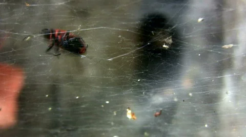 Spider and the beetle Video stock 783858