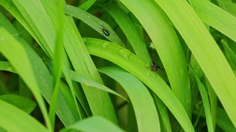 Spider and beetle Stockbeeldmateriaal 154033808