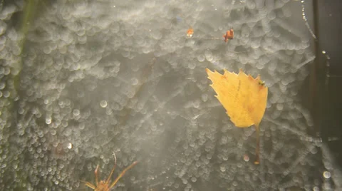 Spider and birch leaf in spider web Stock Footage 29663103