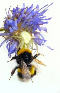 Spider and bumblebee Stock Photos