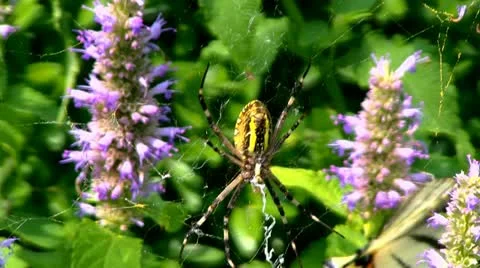 Spider and the Butterfly Stock Footage 11521180