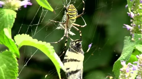 Spider and the Butterfly Stock Footage 11521554