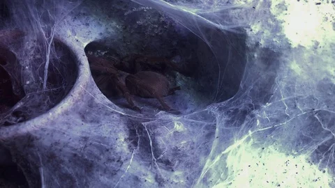 Spider and cobweb Stock Footage 120518492