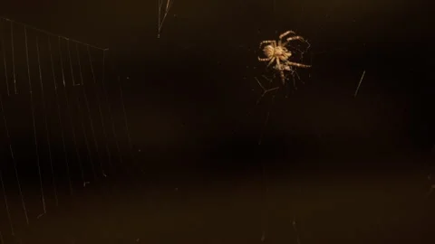 Spider and cobweb, natural environment Video stock 157706636