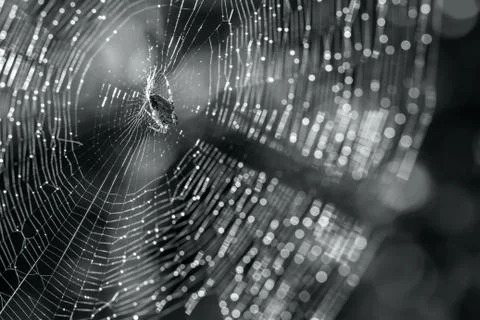 Spider and cobweb Stock Photos