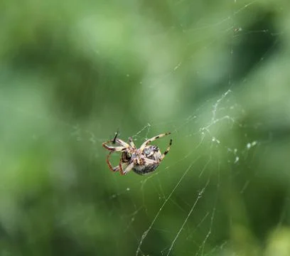 Spider and Cobweb. Stock Photos