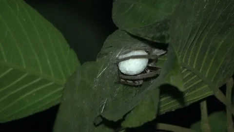 Spider and eggs, Malaysia Stock-Footage 133146371