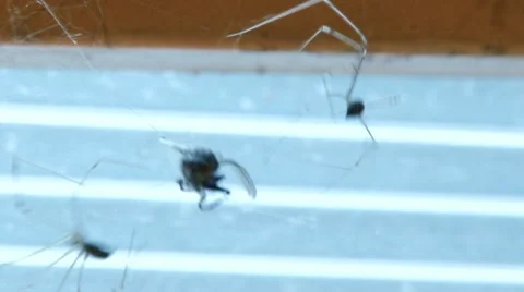 Spider and Fly Stock Footage 11313977