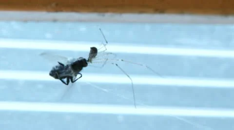 Spider and Fly Video stock 11333168