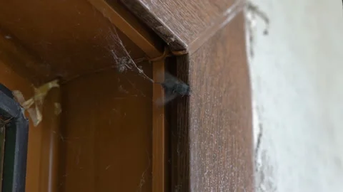 Spider and fly Video stock 138407701