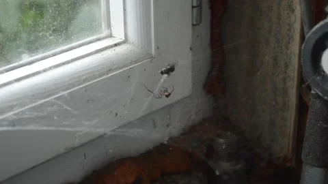 The spider and the fly in the web Stockbeeldmateriaal 92141578