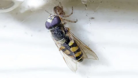 Spider and fruit fly Stock Footage 246542307