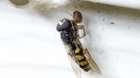 Spider and fruit fly Stock Footage 246542327