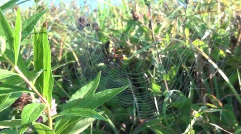 Spider and Grasshopper slow zoom in 1.mp4 库存影片 12556471