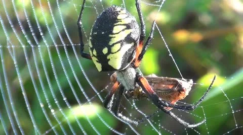 Spider and Grasshopper slow zoom out 1.mp4 库存影片 12556486