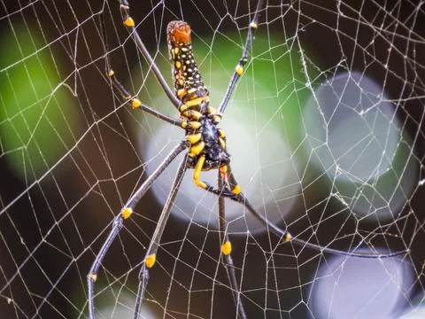 A Spider and his Spiderweb Stock Photos