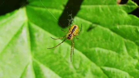 A spider and his web close up slow motion Stock Footage 277888628