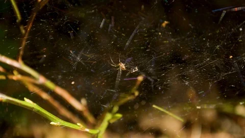 Spider and his web in the forest on a sunny spring day 스톡 동영상 89626015