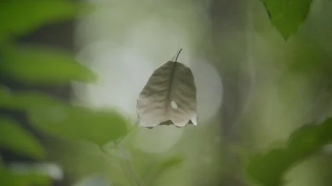 Spider and his web in the forest, Green leaf flying in a spider's web Video stock 121055583