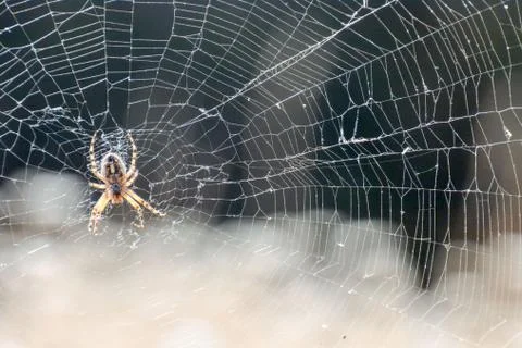 Spider and his Web Stock Photos