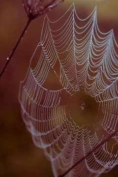 Spider and its net Stock Photos