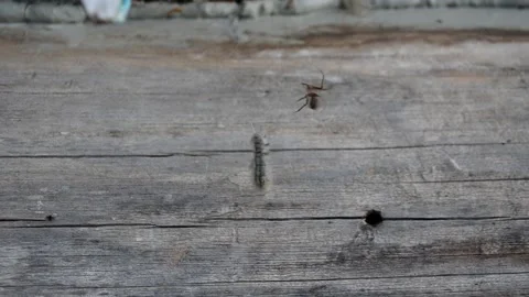Spider and its prey Stock Footage 134952511