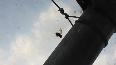 A spider and its prey Stock Footage 320347925