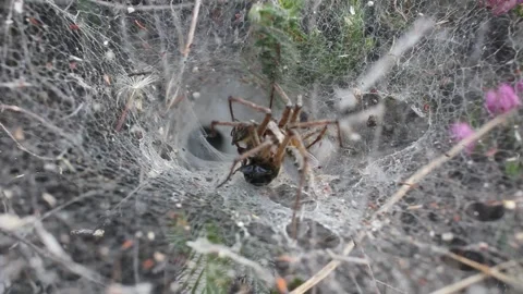 Spider and its prey in a spider web Stock Footage 247470199