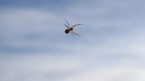 Spider and its web Stock Footage 145308514