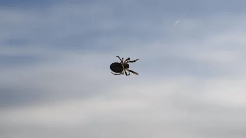 Spider and its web Stock Footage 145319393