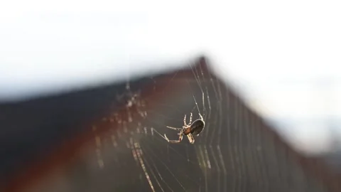 Spider and its web Stock Footage 145319411