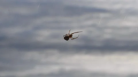 Spider and its web Stock Footage 145450644