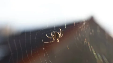 Spider and its web Stock Footage 145662110
