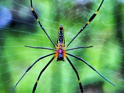 A spider and its web Stock Photos