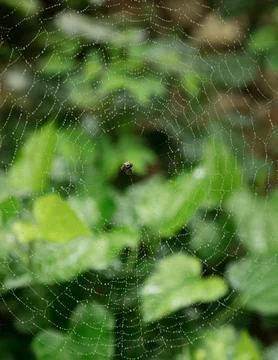 Spider and its web Stock Photos