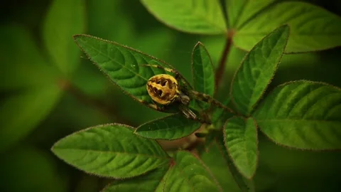 Spider and laef Stock Footage 210235996