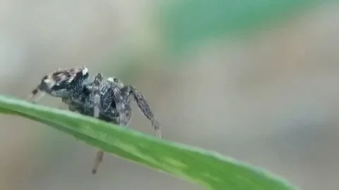 Spider and leaf Stock Footage 141539115