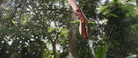 Spider and leaf in web twitching Stock Footage 152299189