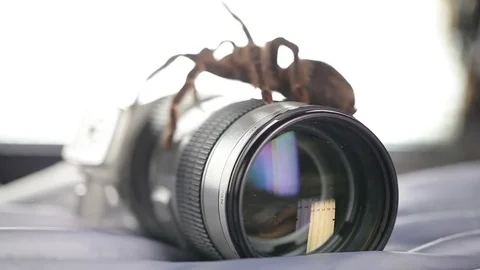 Spider and Lens Stock Footage 76623129