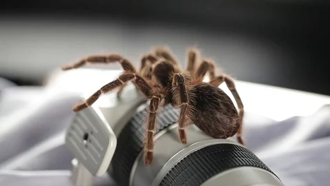 Spider and Lens Stock Footage 76623181