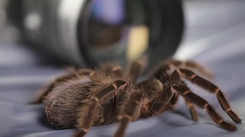 Spider and Lens Stock Footage 76623182
