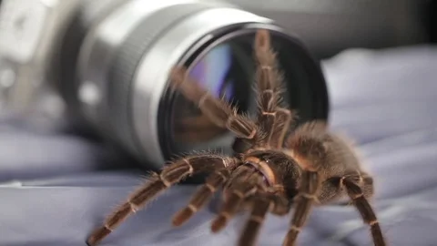 Spider and Lens Stock Footage 76623195
