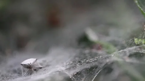 Spider and a Meal Stock Footage 45623127