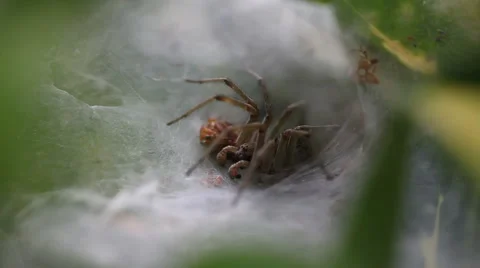 Spider and a Meal Stock Footage 45818057