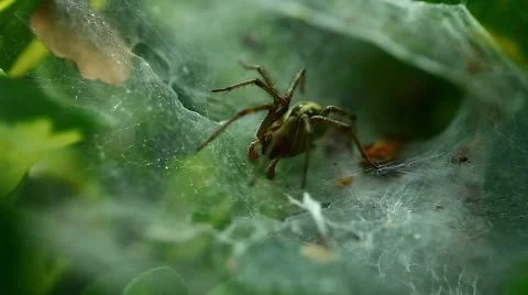 Spider and a Meal Stock Footage 45818320